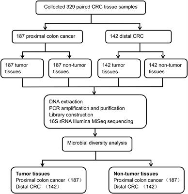 Tumor-Associated Microbiota in Proximal and Distal Colorectal Cancer and Their Relationships With Clinical Outcomes